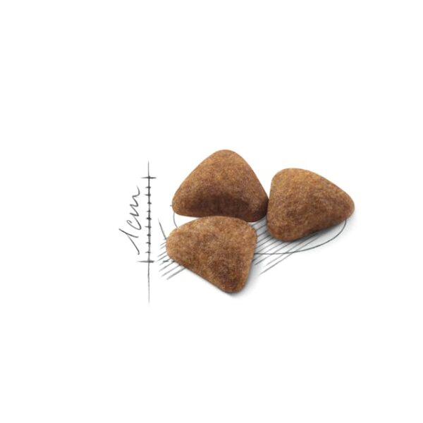⁦רויאל קנין אינדור מזון לחתולי בית⁩ – תמונה ⁦3⁩