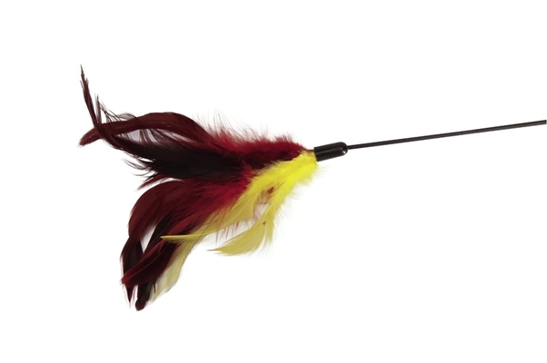 קמון חכת נוצות