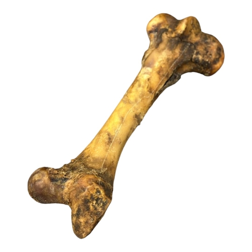 קרניבור ירך בקר